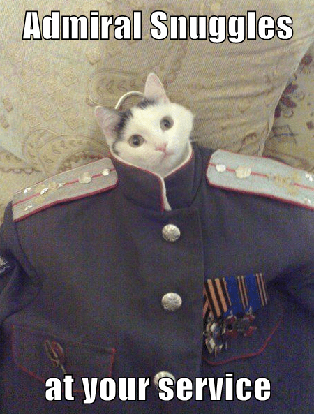 I Salute You! - Lolcats - lol | cat memes | funny cats | funny cat