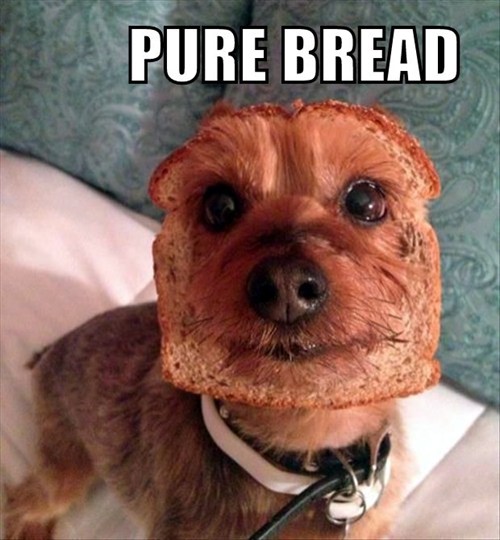 No InBreading Here... I Has A Hotdog Dog Pictures Funny pictures