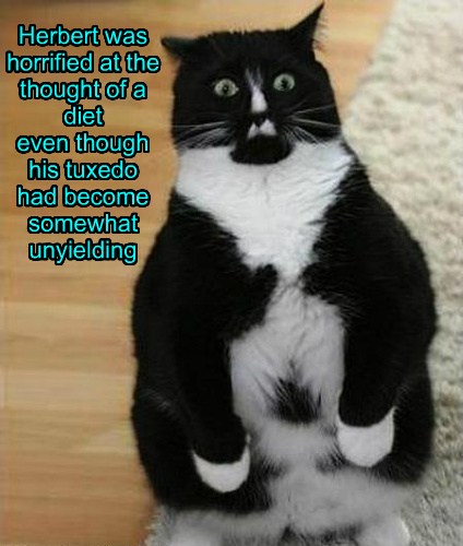 Maybe I Could Quit Cold Turkey And Just Eat Hot Meat - Lolcats - lol