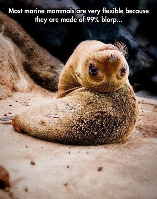 animal-capshunz-sea-creatures-funny-animal-pictures-with-captions