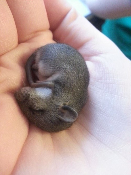 This Baby Mouse Is Safe And Sound Daily Squee Cute Animals Cute Baby Animals Cute Animal Pictures Animal Gifs Gif Animals