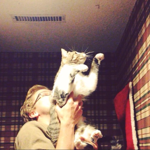 Lolcats teamwork LOL at Funny Cat Memes Funny cat pictures with