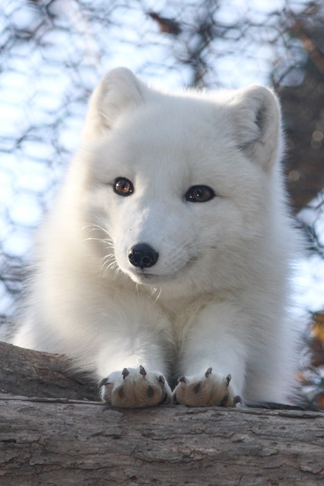 Ais a Fluffy Arctic Fox! - Daily Squee - Cute Animals - Cute Baby