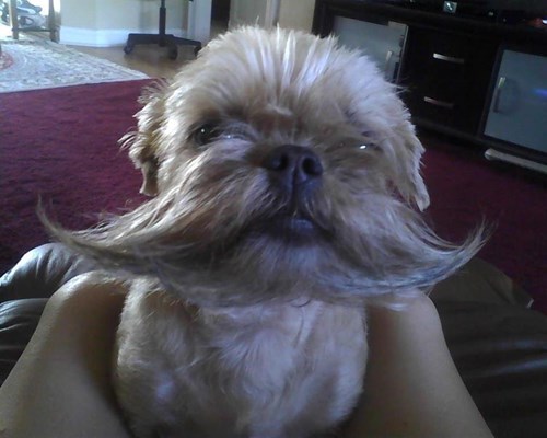 this-dog-s-facial-hair-is-better-than-your-facial-hair-poorly-dressed