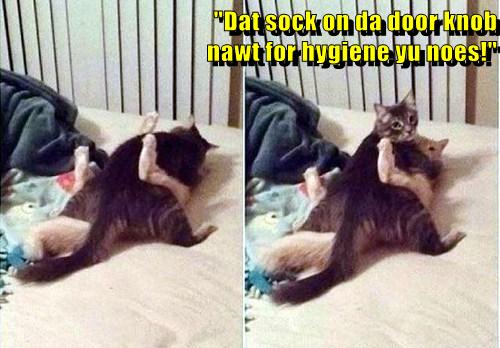 Catch A Hint Will Ya Lolcats Lol Cat Memes Funny Cats