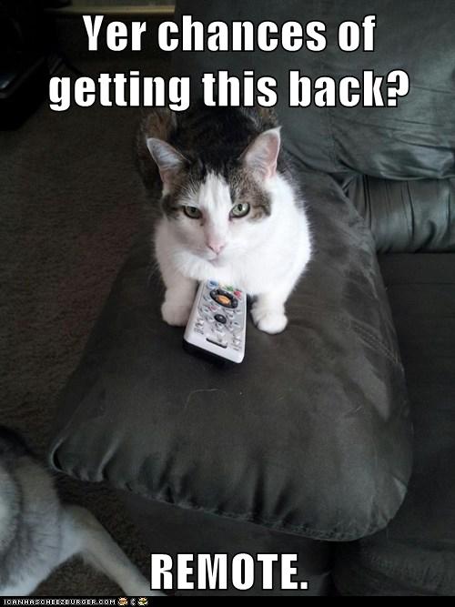 We Can Watch Animal Planet the Easy Way...or the Hard Way - Lolcats