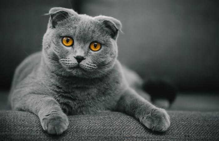 Top Ten Cutest Cat Breeds - I Can Has Cheezburger?