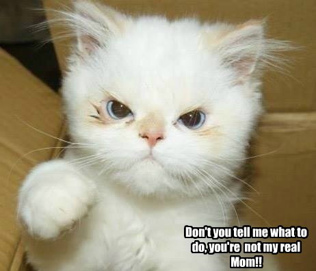 I'm Adopted! - Lolcats - lol | cat memes | funny cats | funny cat ...