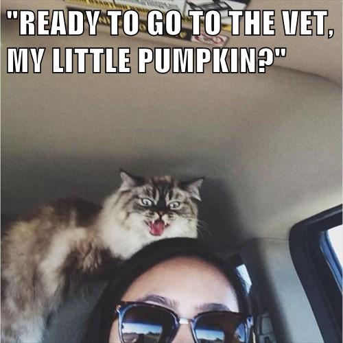 "READY TO GO TO THE VET, MY LITTLE PUMPKIN?" - Lolcats - lol | cat