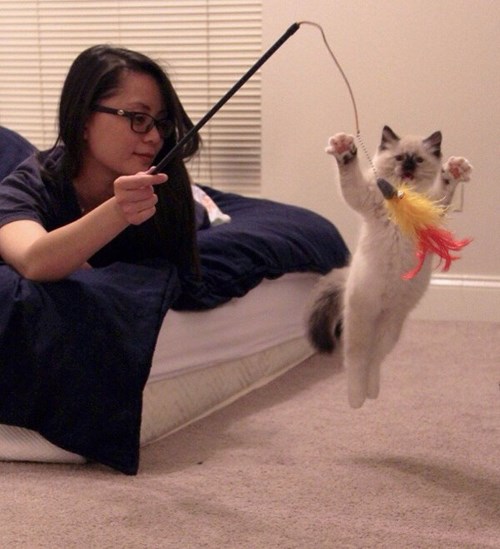 Cat Fishing Lolcats lol cat memes funny cats funny cat pictures with words on them