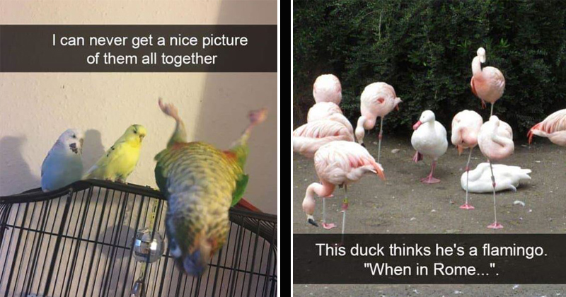 13 Bird Snaps That'll Rid You Of Your Di-Sparrow - Memebase - Funny Memes