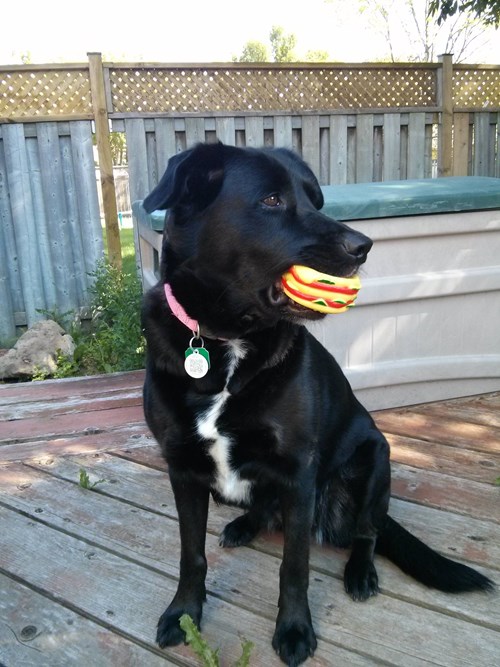 But...but This is Rubber I Has A Hotdog Dog Pictures Funny