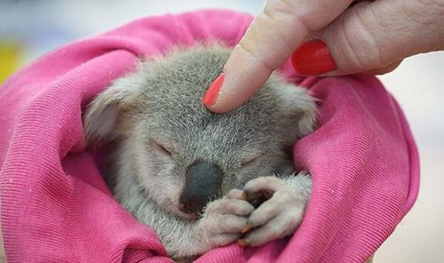 Koala Squee - Daily Squee - Cute Animals - Cute Baby Animals ...