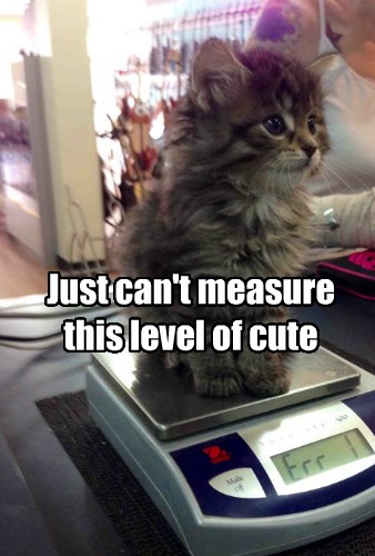 A Tiny Kitten Can Still Tip the Scale - Lolcats - lol ...