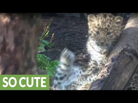 Watch Rare Leopard Cubs Play at the Zoo - I Can Has Cheezburger?