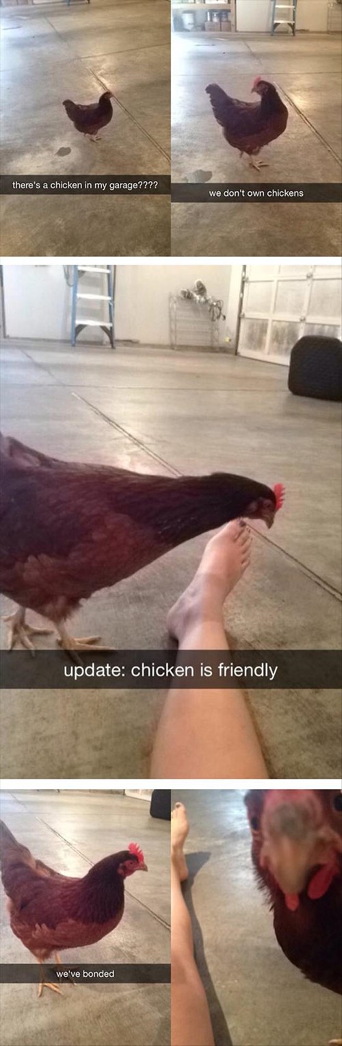 A Story of Friendship With a Chicken Animal Comedy Animal Comedy