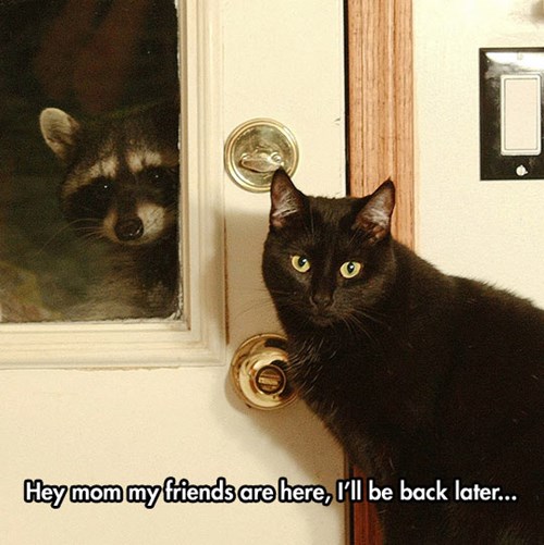 I Don&#039;t Feel Comfortable With the Friends You&#039;re Making&hellip; - Lolcats - lol | cat memes | funny