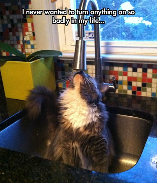 Curiosity Soaked the Cat - Lolcats - lol | cat memes | funny cats ...