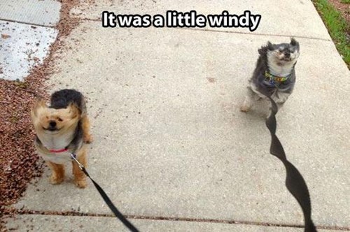 I Has A Hotdog - windy - Funny Dog Pictures | Dog Memes | Puppy ...