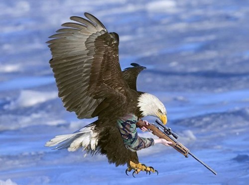America Has a New National Animal - Americana - Americana | Murica