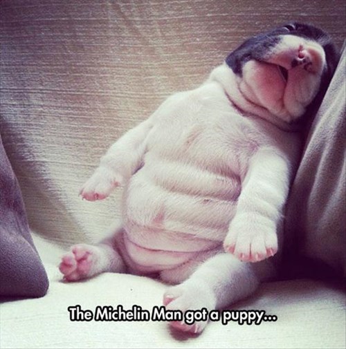 fat dogs with rolls