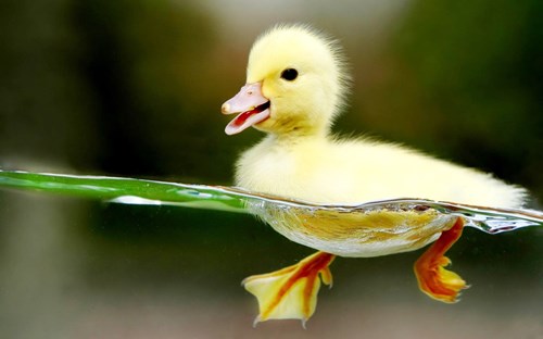 Now THAT'S a Happy Duckling! - Daily Squee - Cute Animals - Cute Baby ...