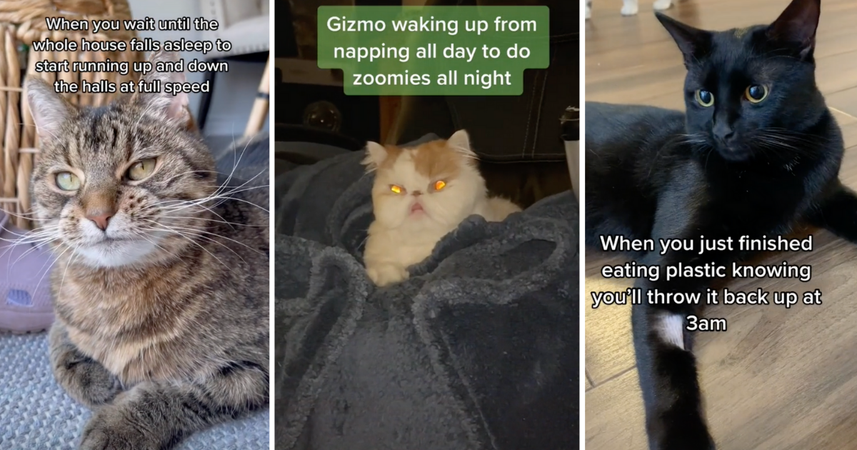 Catalicious Evil Geniuses Plot 3AM Zoomies And Shenanigans - I Can Has ...