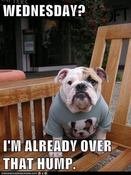 I Has A Hotdog - Dog Pictures - Funny pictures of dogs - Dog Memes - Puppy pictures - doge