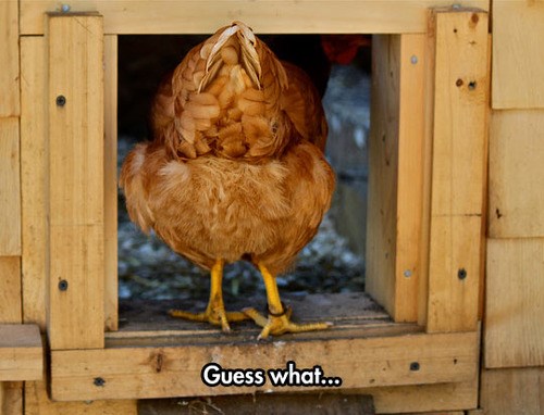 Chicken Butt - Animal Comedy - Animal Comedy, funny animals, animal gifs