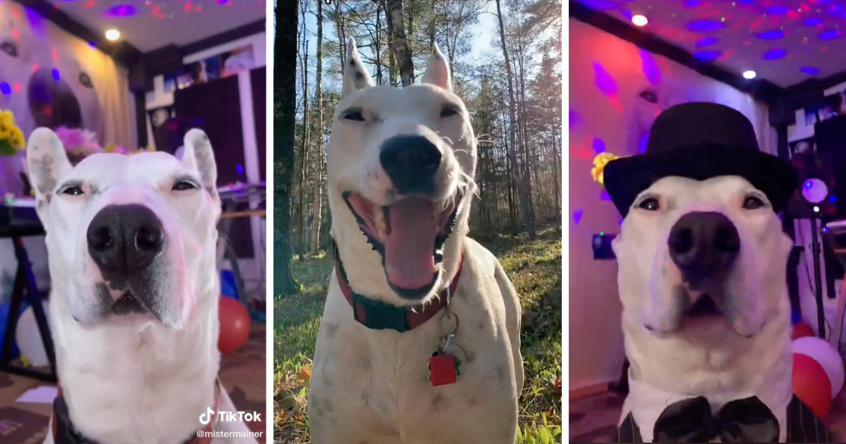 Doggo Goes Viral On TikTok For Being The Queen Of Vibing Animal