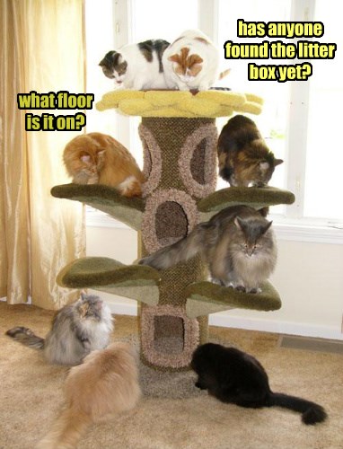 This Cat Tree is Ripe! - Lolcats - lol | cat memes | funny cats | funny