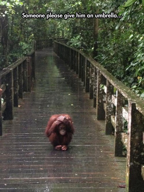 Nobody Likes Getting Stuck in the Rain  Animal Capshunz 