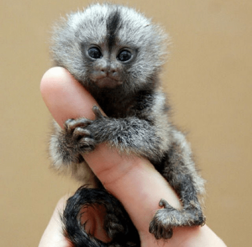 I\'m Just a Little Finger Monkey - Daily Squee - Cute Animals ...
