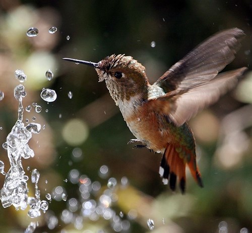 Nobody Said Anything About Rain Today! - Daily Squee - Cute Animals