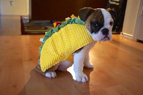 Dog dressed shop as taco