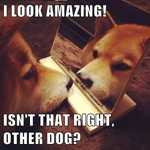 That's One Way to Use a Mirror... - I Has A Hotdog - Dog Pictures - Funny pictures of