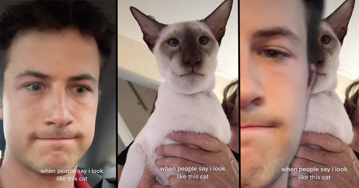 Actor/Musician Dylan Minnette Finally Responds to Viral Cat Lookalike ...