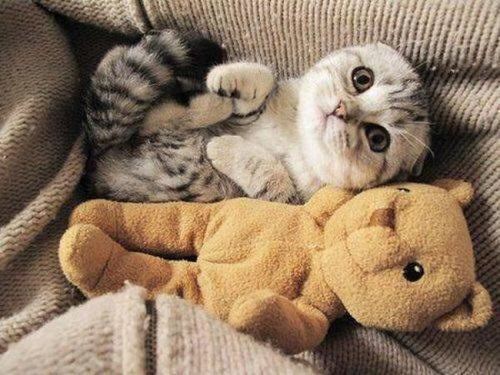 Cat cuddling cheap teddy bear