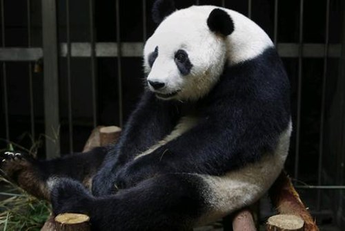 Phantom Pregnancy Of The Day Giant Panda Fakes Pregnancy To Receive Pampering The Daily What