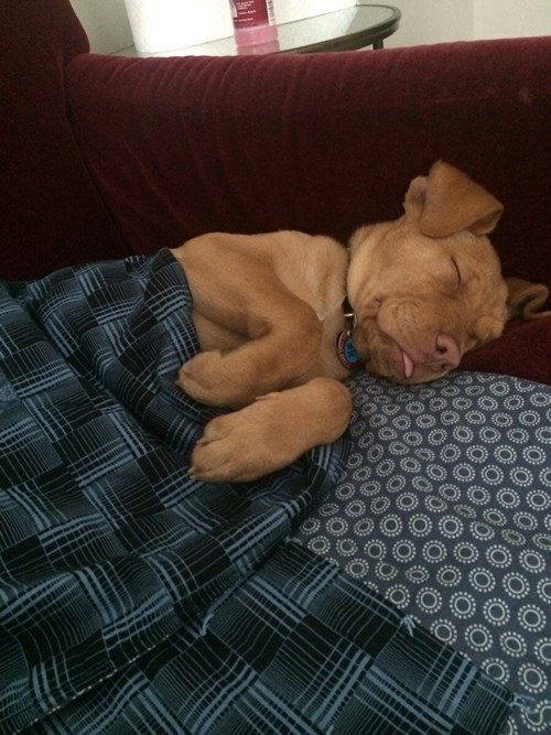 New Puppy, Same Old Nap Spot I Can Has Cheezburger?