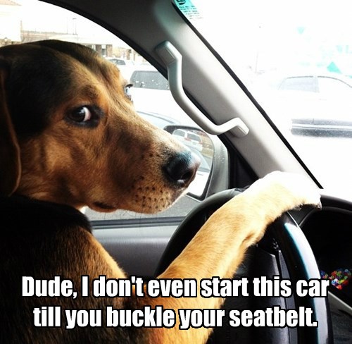 dog car buckle