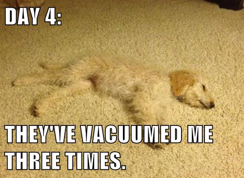 I No Longer Fear The Vacuum Beast - I Has A Hotdog - Dog Pictures ...