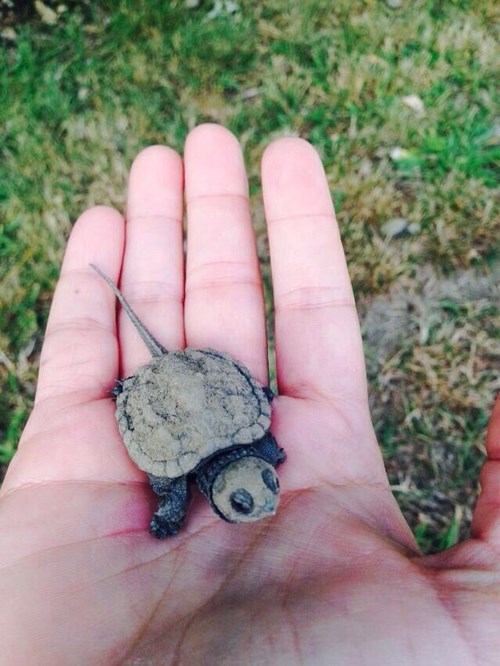 We Like Turtles Too - Daily Squee - Cute Animals - Cute Baby Animals ...