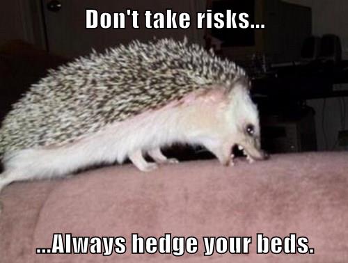 Advice Hedgehog Is A Bit Rude - Animal Comedy - Animal Comedy, funny ...