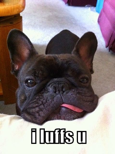 I luffs u too!! - Cheezburger - Funny Memes | Funny Pictures