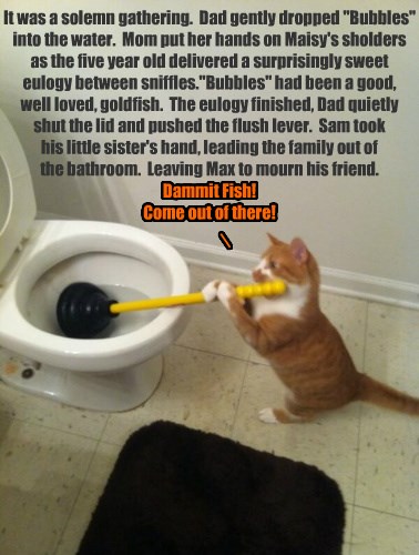 I Can Has Cheezburger? - plumbing - Funny Animals Online - Cheezburger