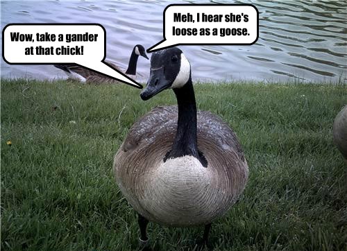 Canada goose discount jokes