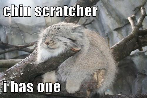 cat chin scratcher