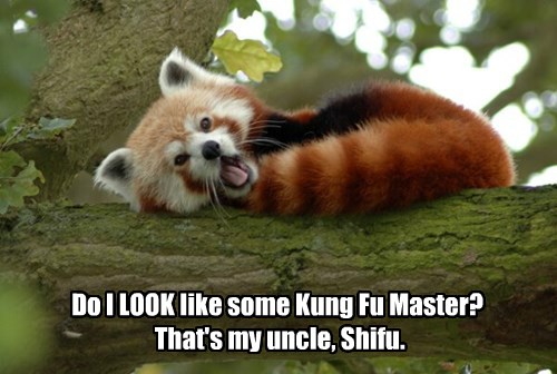 Animal Capshunz - red panda - Funny animal pictures with captions ...