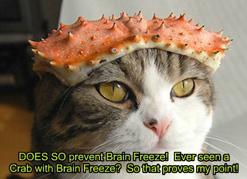 Lolcats - Brain - Lol At Funny Cat Memes - Funny Cat Pictures With 